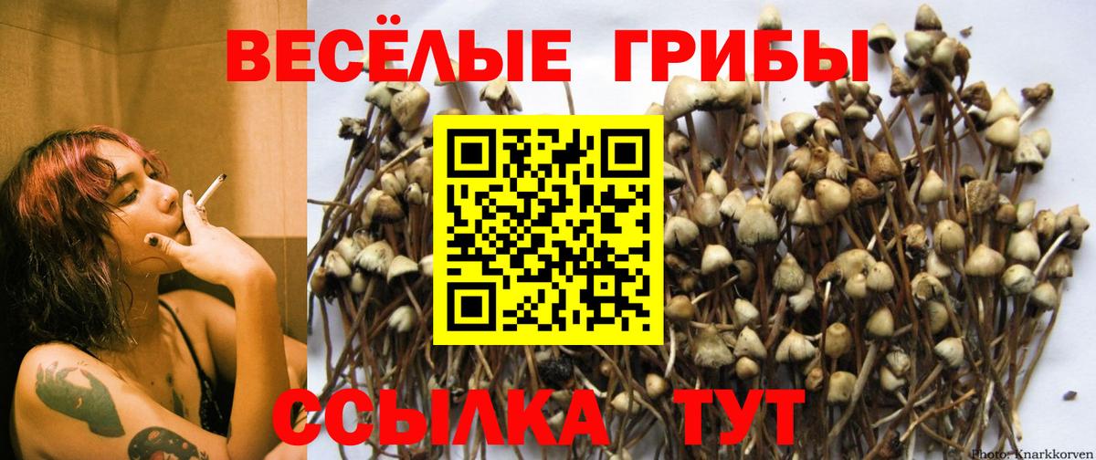 Галлюциногенные грибы Psilocybine cubensis  Вход с VPN  Псилоцибиновые грибы GOLDEN TEACHER  купить закладку  Жигулёвск 